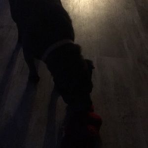 Meet your Posher, Dawn